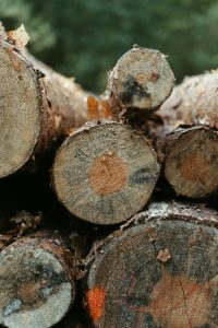 Pine trees - one of the mosr-used wood in Timber Cabins construction